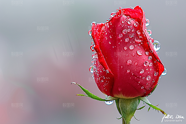 月季花彩色花朵素材