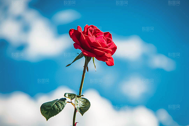 月季花玫瑰唯美素材