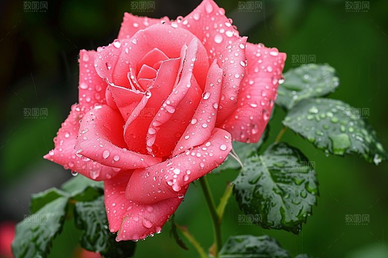 月季花唯美花卉素材