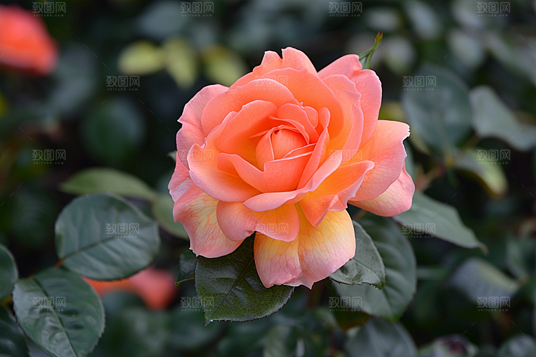 月季花花朵玫瑰素材