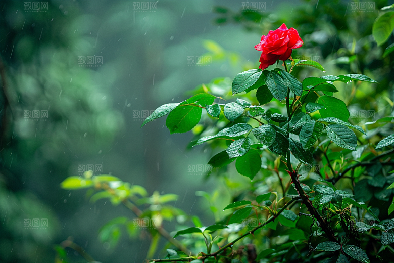 月季花蔷薇彩色素材