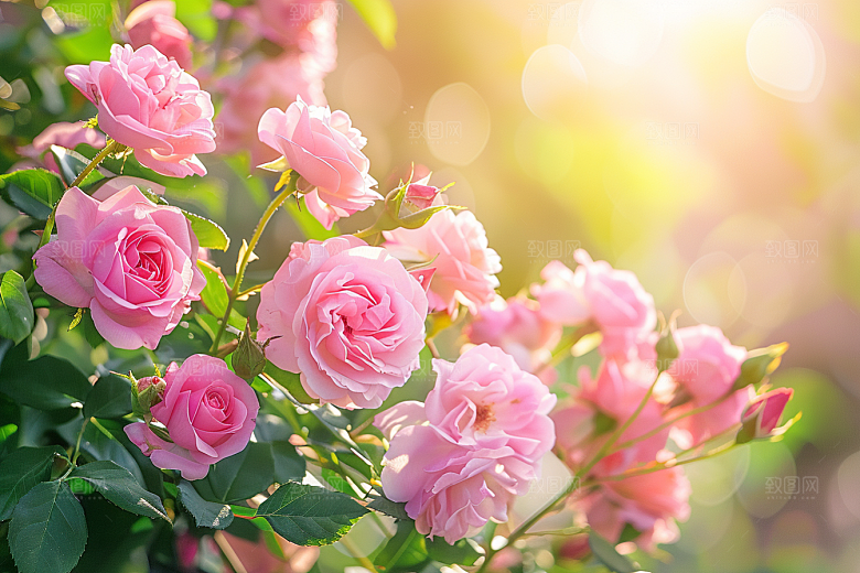 月季花蔷薇花朵素材