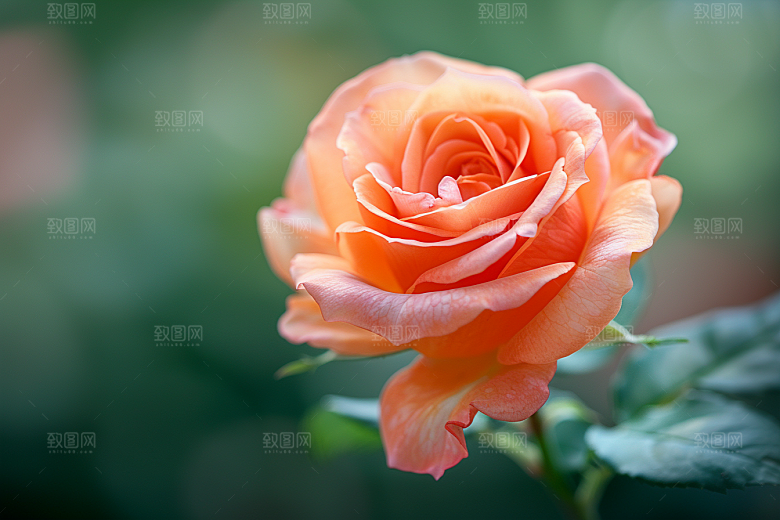 月季花植物彩色素材