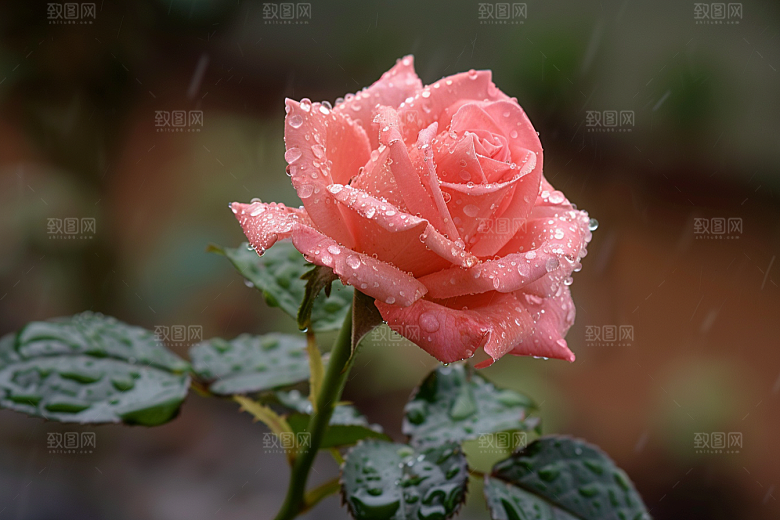 月季花花卉藤月素材