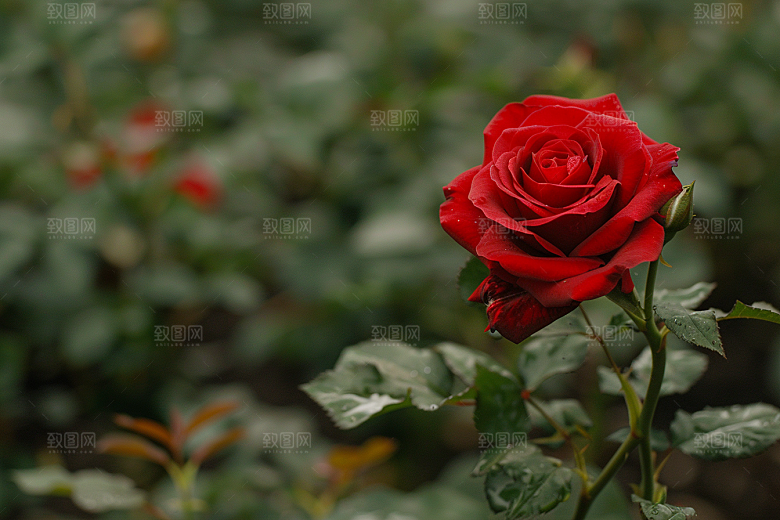 月季花藤月彩色素材