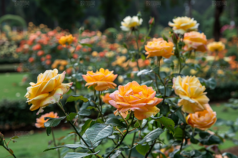 月季花彩色植物素材