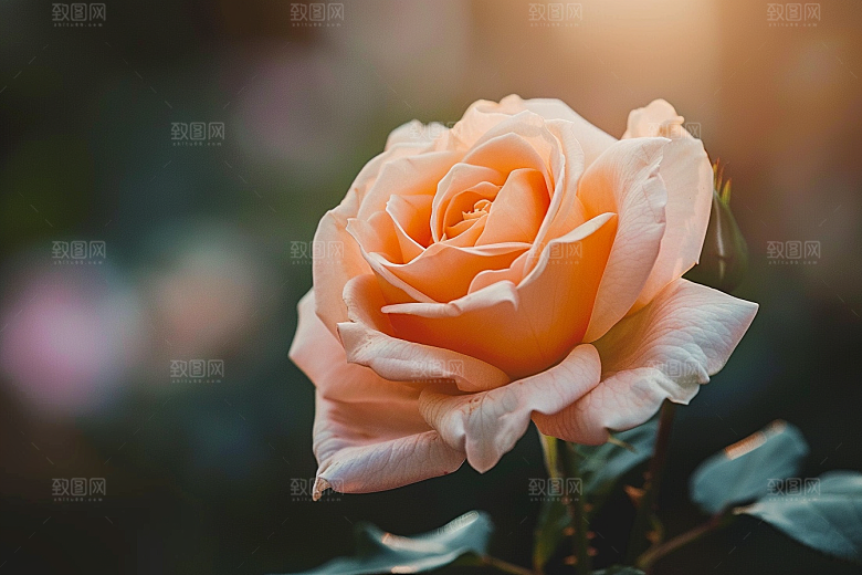 月季花高清花卉素材