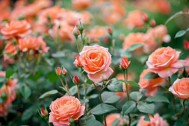 月季花唯美玫瑰素材