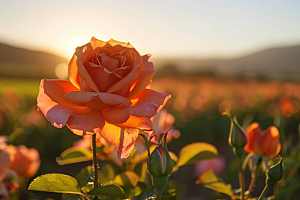 月季花唯美欧月素材