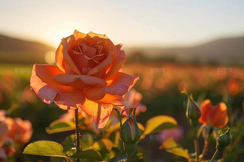月季花唯美欧月素材