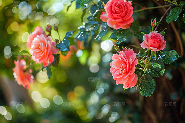 月季花唯美花朵素材
