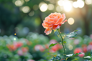 月季花藤月花朵素材