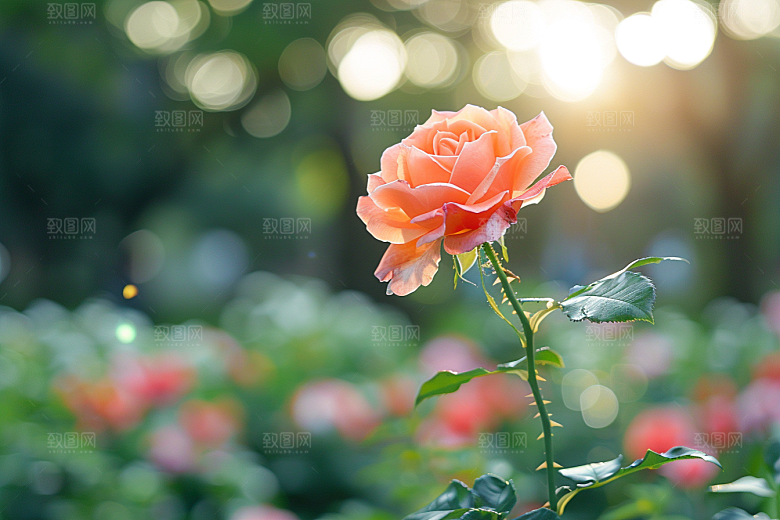 月季花藤月花朵素材