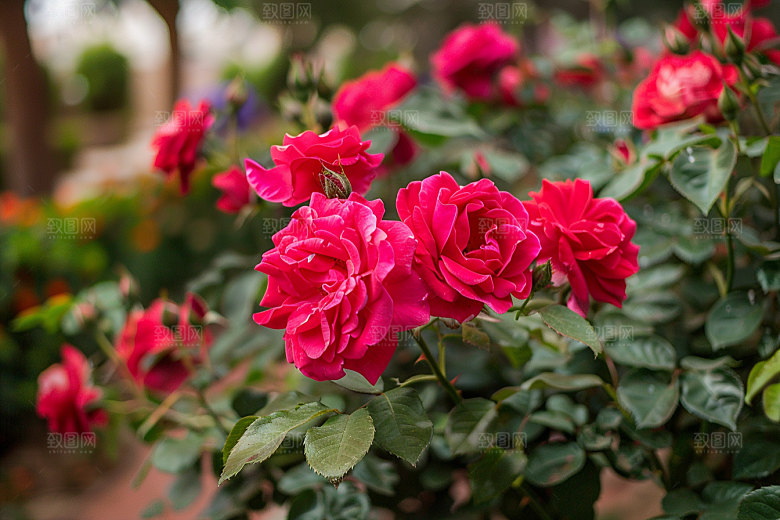 月季花花朵蔷薇素材