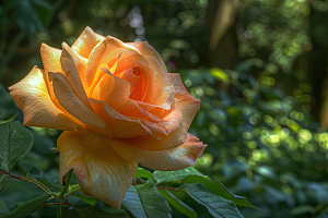 月季花高清藤月素材