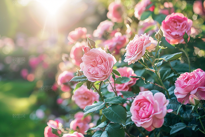 月季花唯美蔷薇素材