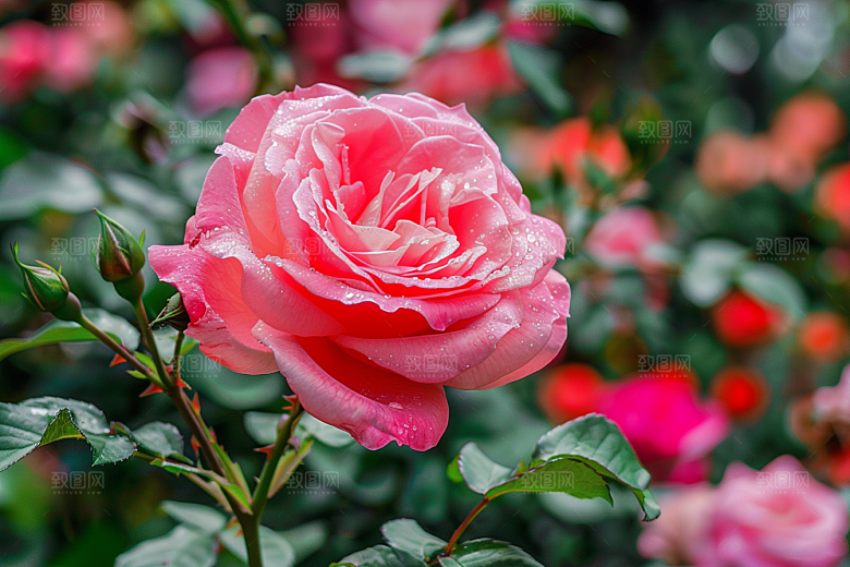 月季花彩色花卉素材