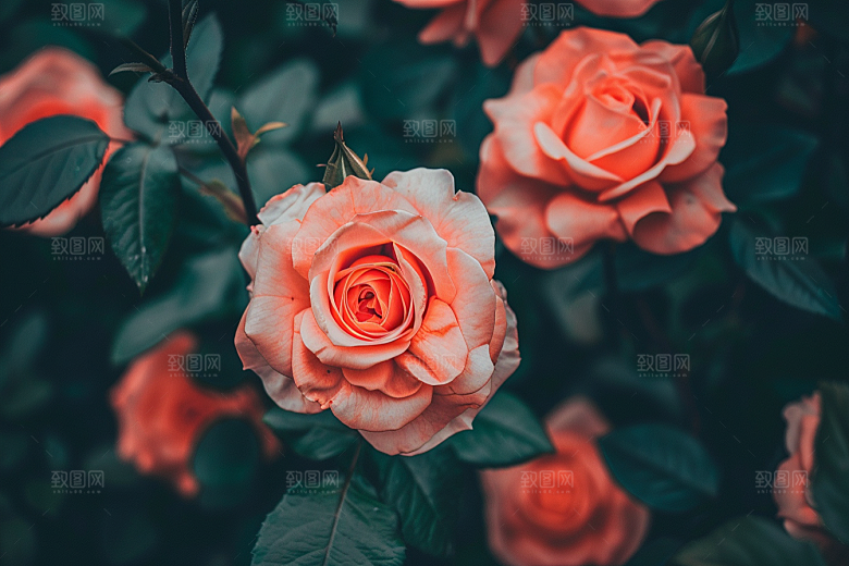 月季花植物花朵素材