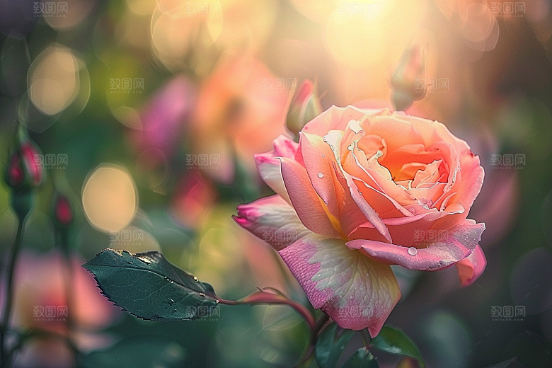 月季花花朵蔷薇素材