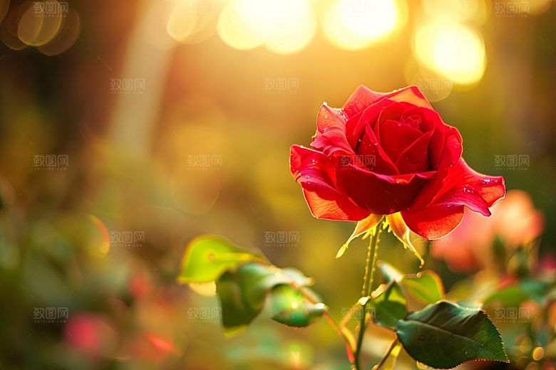 月季花玫瑰花朵素材