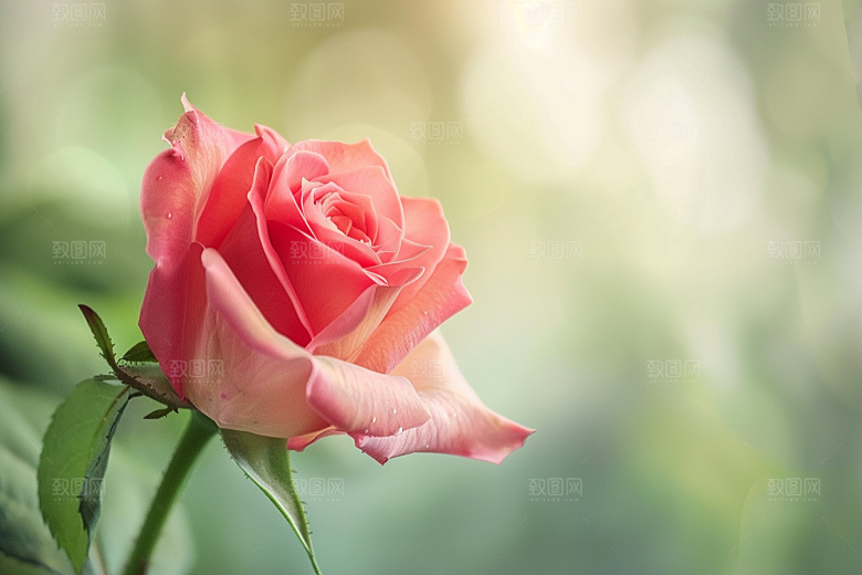 月季花玫瑰藤月素材