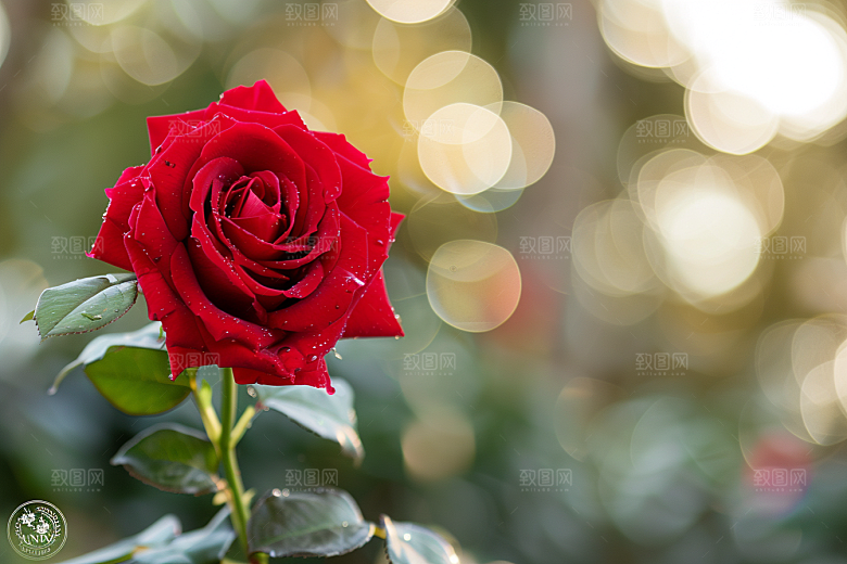 月季花花卉花朵素材