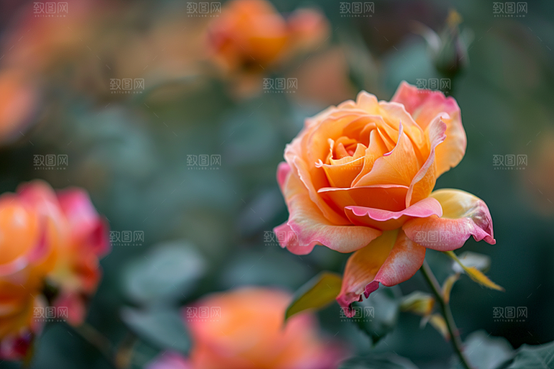 月季花高清唯美素材
