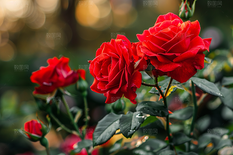 月季花花卉藤月素材