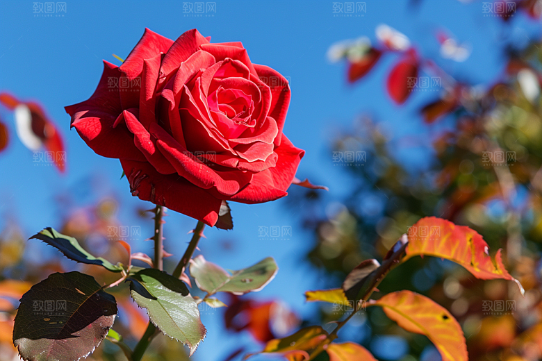 月季花欧月高清素材