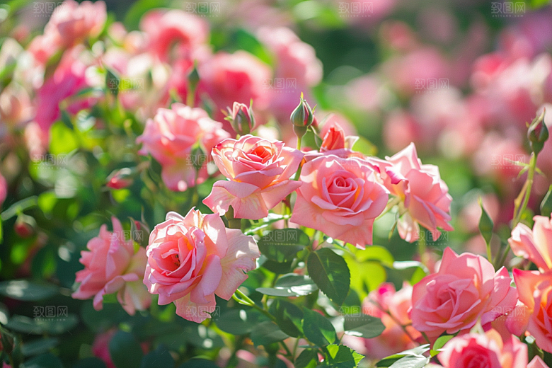 月季花欧月花朵素材