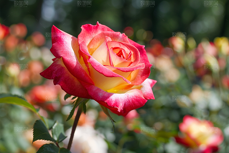 月季花花朵高清素材