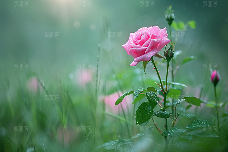 月季花花卉蔷薇素材
