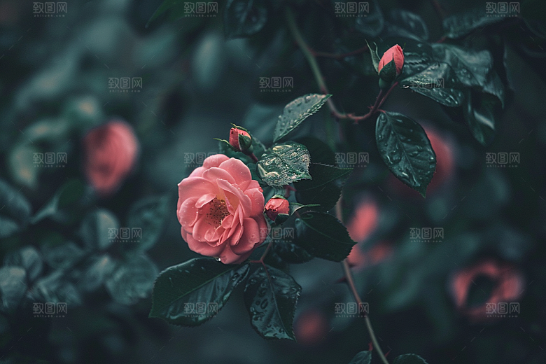 月季花彩色植物素材