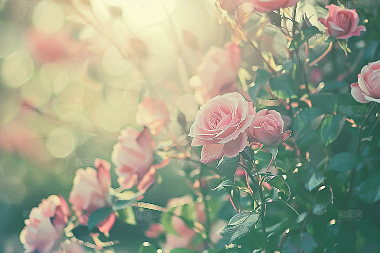 月季花唯美藤月素材