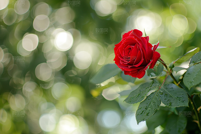 月季花高清花卉素材