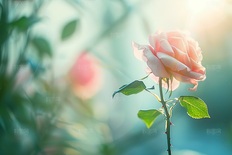 月季花花卉唯美素材