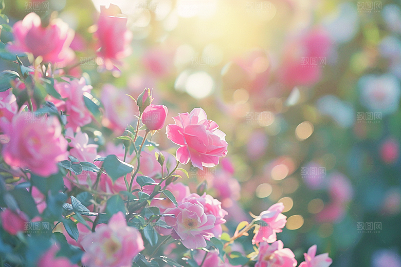 月季花欧月花卉素材