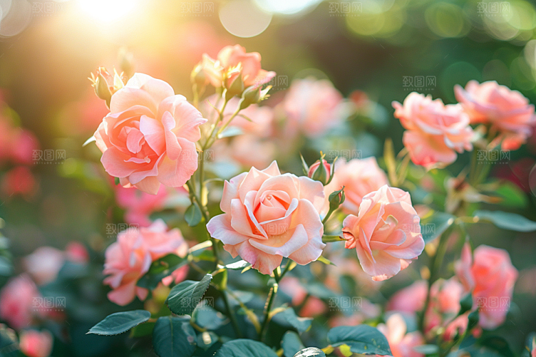 月季花玫瑰藤月素材