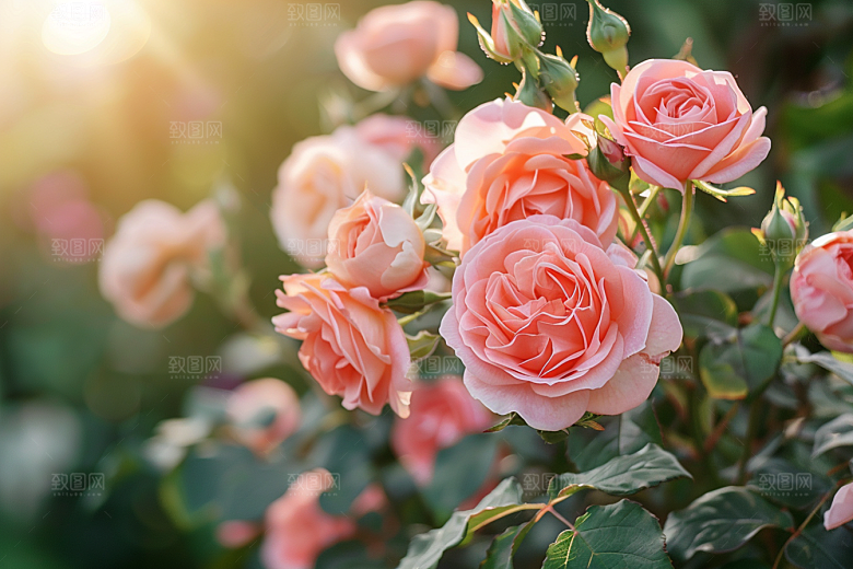 月季花藤月花卉素材