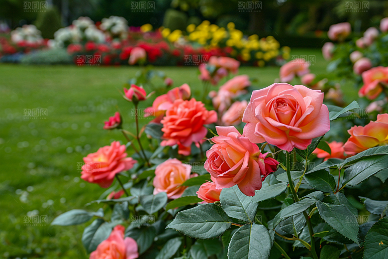 月季花欧月唯美素材