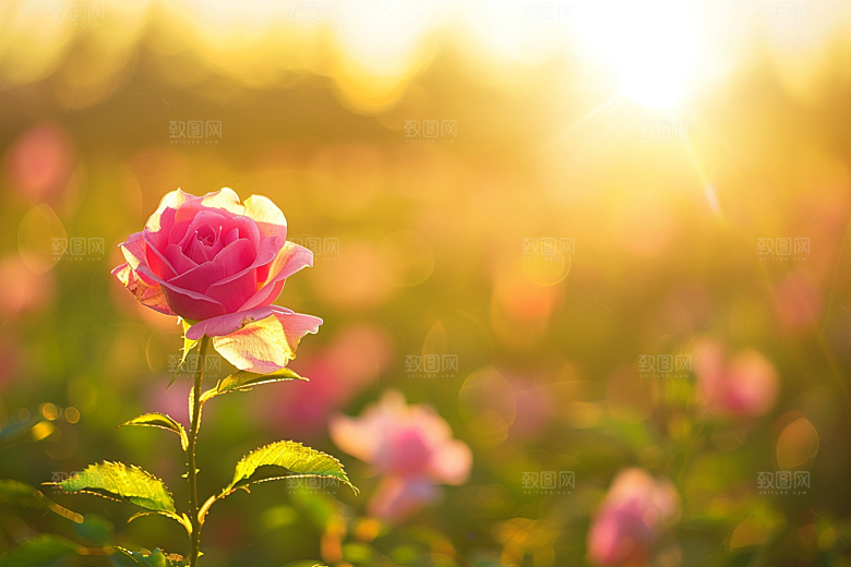月季花花卉彩色素材