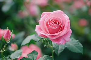 月季花藤月玫瑰素材