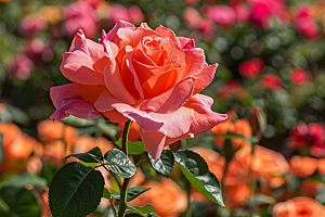 月季花花卉花朵素材
