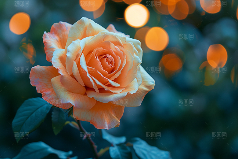 月季花高清花朵素材