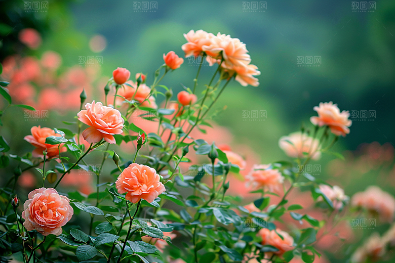 月季花高清藤月素材