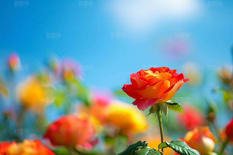 月季花彩色蔷薇素材