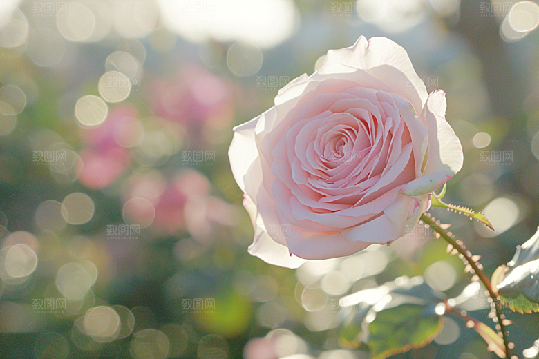 月季花藤月高清素材