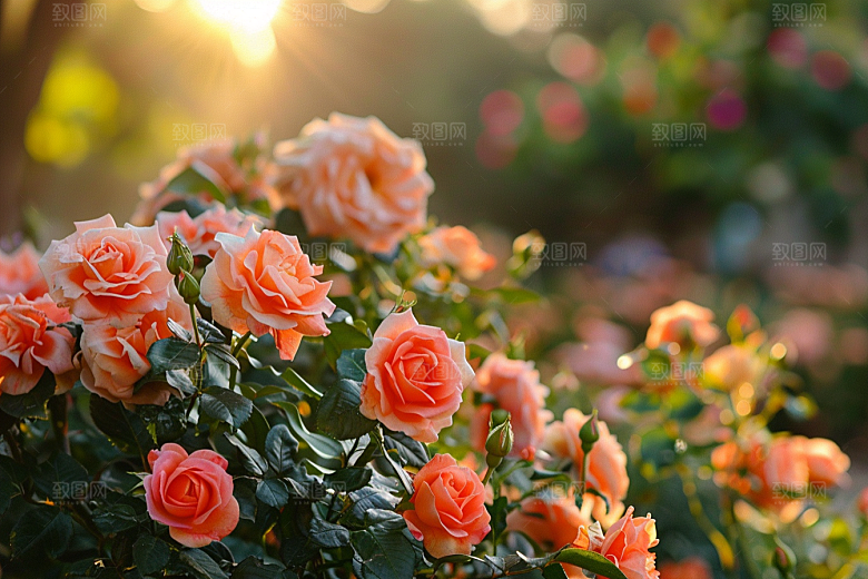 月季花高清花卉素材