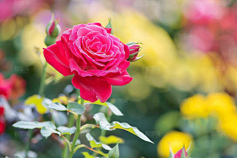 月季花彩色玫瑰素材