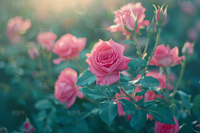 月季花花朵花卉素材